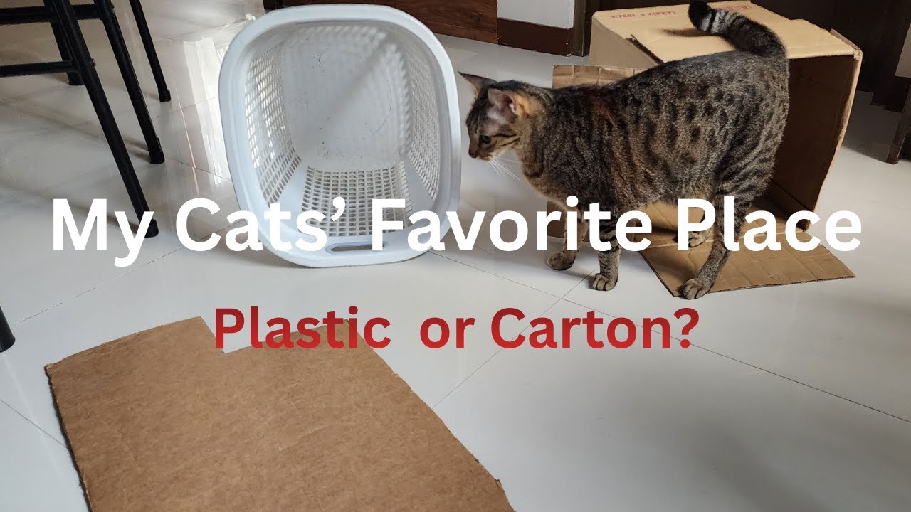 My Cats' Favorite Container – Plastic vs Carton Showdown!