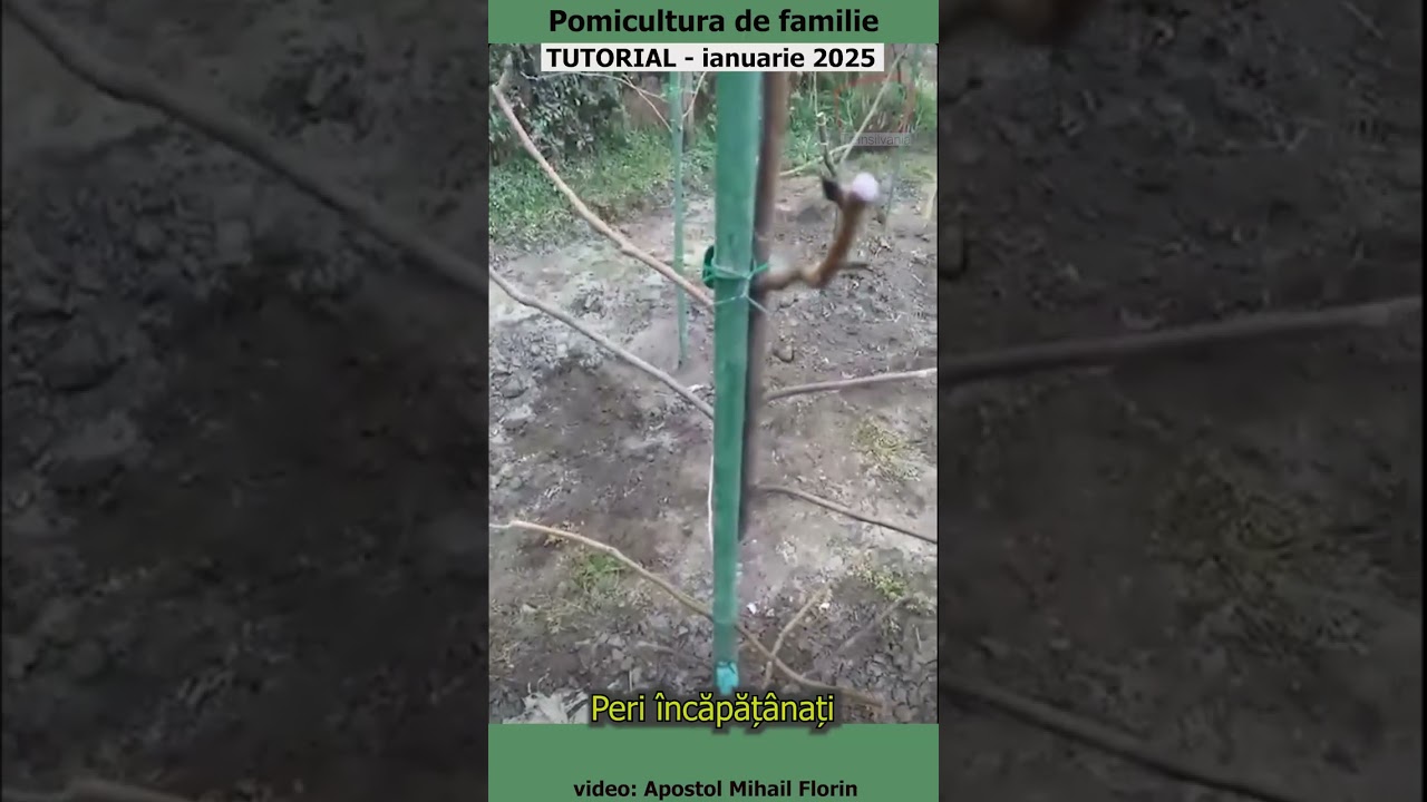 Pomicultura de familie -  Peri încăpățânați