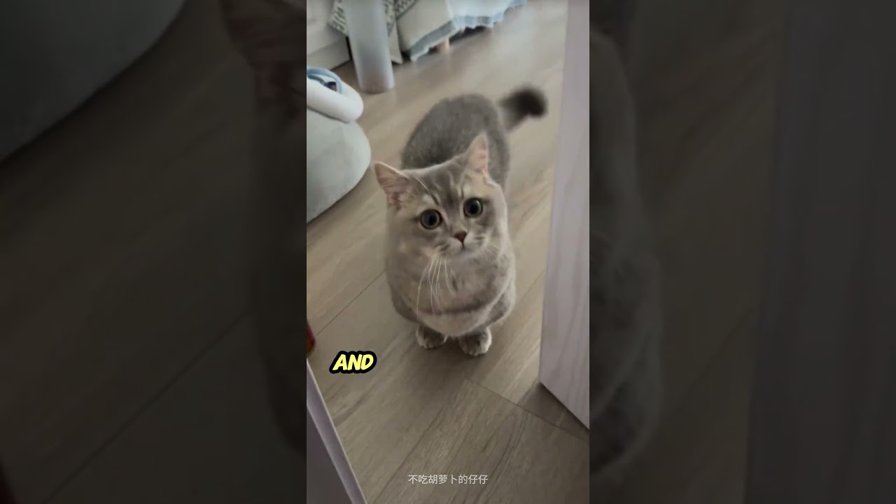 How Loyal Are Cats to Their Owners? The Truth May Surprise You!