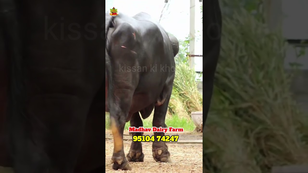 गुजरात की जान जाफरी पहलवान 