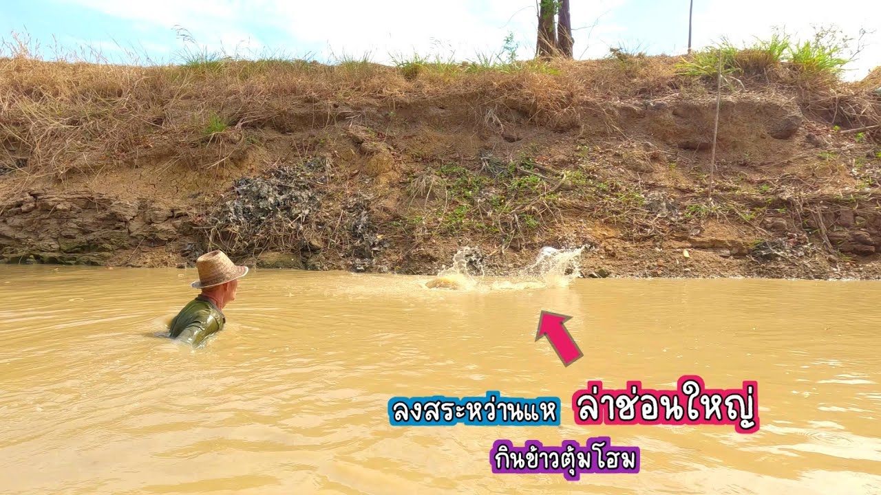 กระโดดขึ้นต่อหน้าแบบนี้เสร็จแน่!! ล่าไอ้ช่อนใหญ่  จัดเมนูเด็ด ตุ้มโฮมกินข้าวแลง/บ้านนาพาสุข EP.493