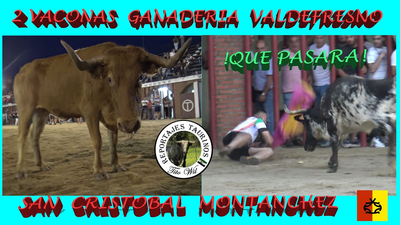 !QUE PASARA! 2 VACONAS VALDEFRESNO MONTANCHEZ SAN CRISTOBAL 2023 #vaca #festejos #fiesta #pueblo