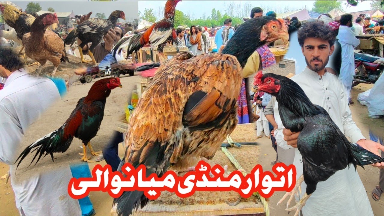 Mianwali ki mashahoor mela mandi|Mianwali Aseel Murgha Mandi
