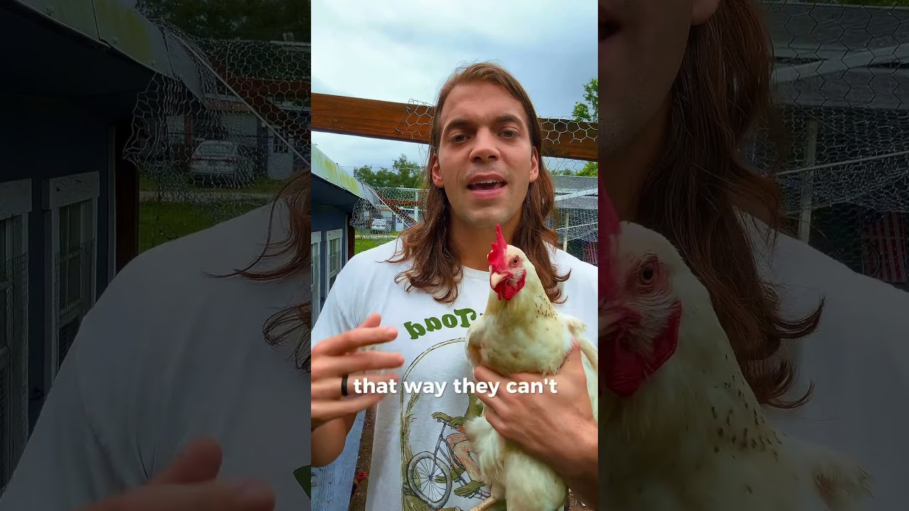 Treating Sour Crop in Chickens #backyardchickens