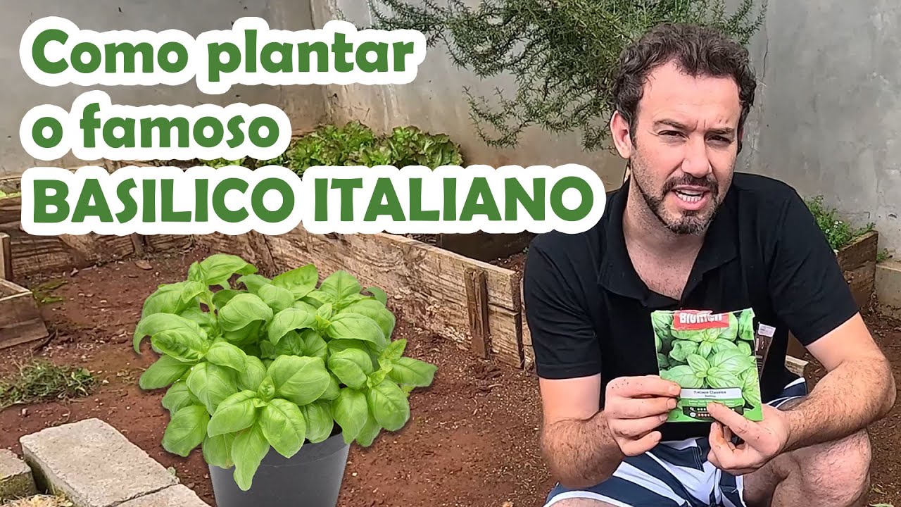 PESTO DO BORSA - VÍDEO 1 - Como Plantar Basilico Italiano - Manjericão Italiano