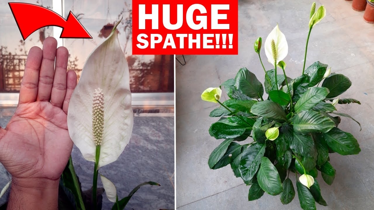 Peace Lily Plant CARE 101 - My TIPS To Get MORE Flowers