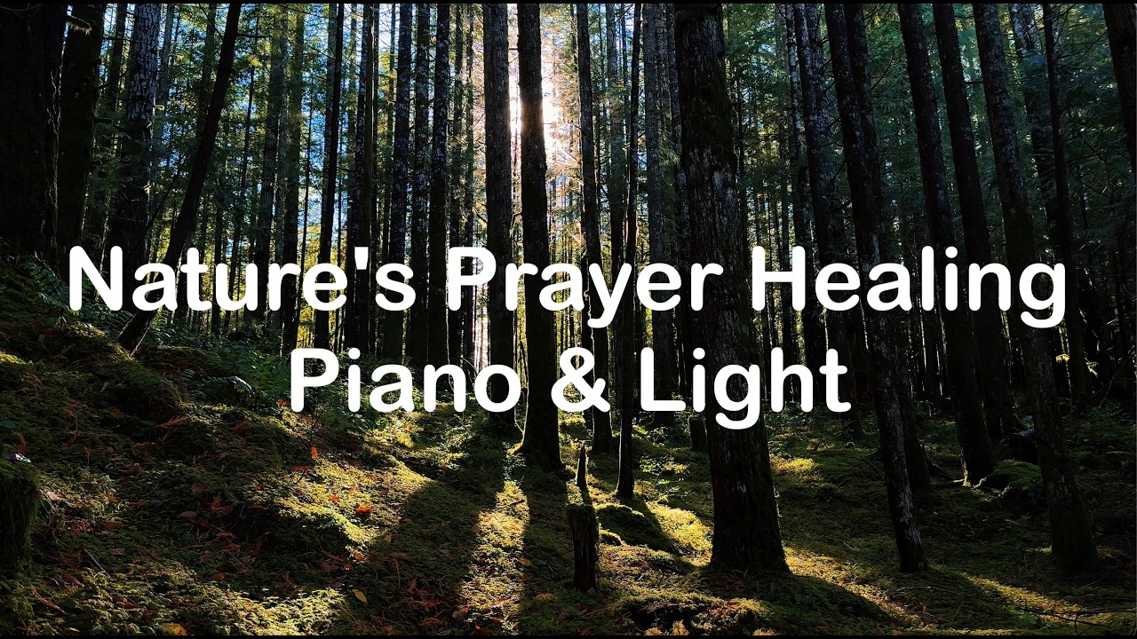 40 Minutes of Golden Forest Light | Sunbeams Through Trees & Relaxing Piano (4K)