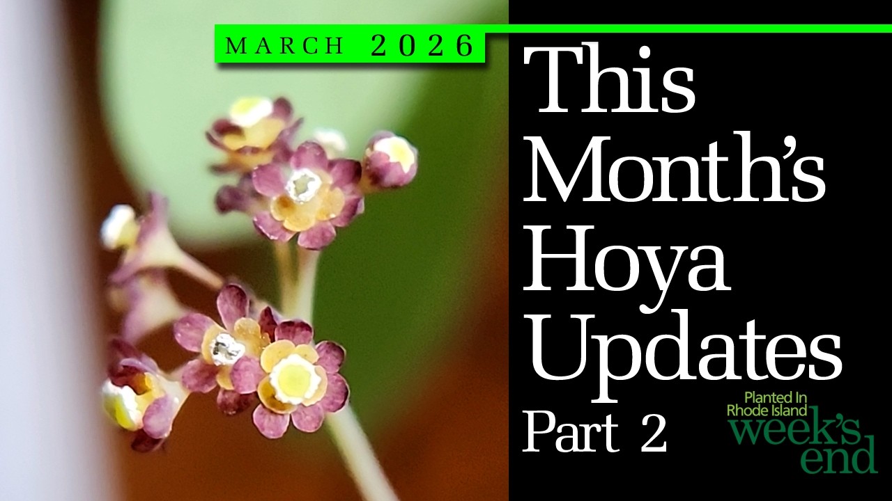 THIS MONTH'S HOYA UPDATES PART 2 | Hoya fitchii, Hoya lacunosa, Nepenthes, Stephania And More!