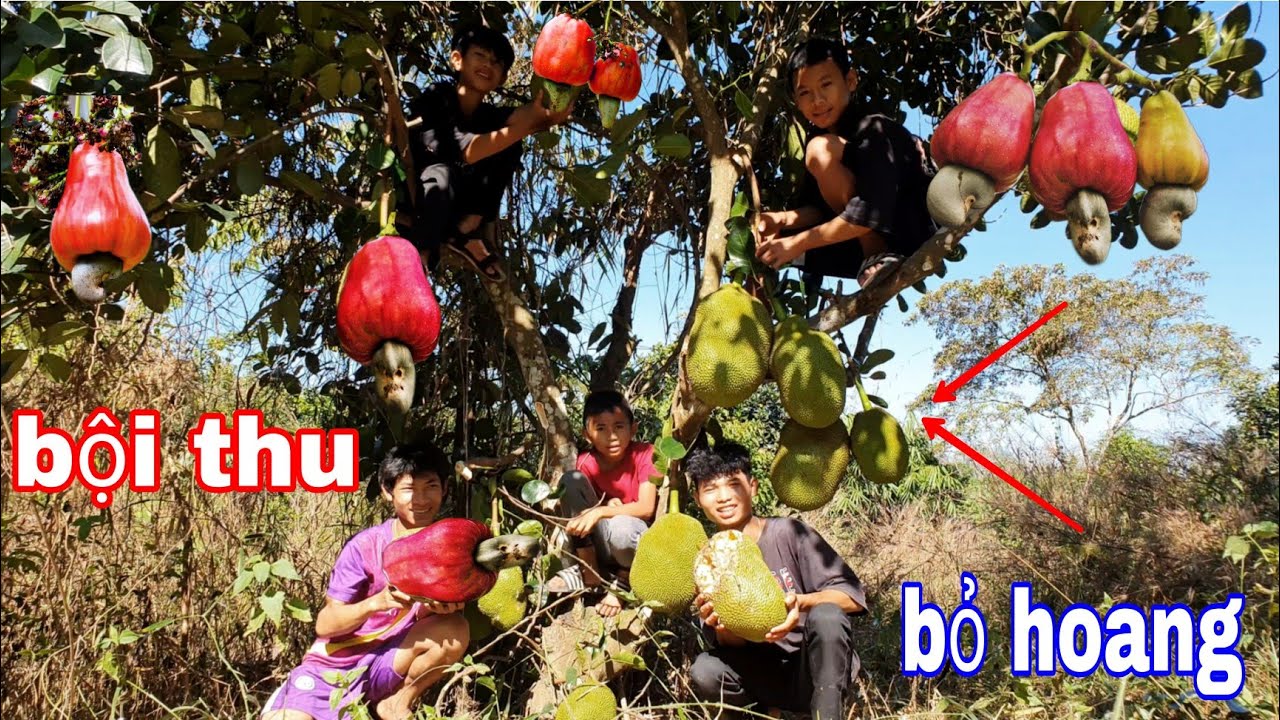 Sang Vlog | Thử Thách Thu Hoạch Trái Cây Ở Khu Vườn BỎ HOANG và Kết Quả Bất Ngờ