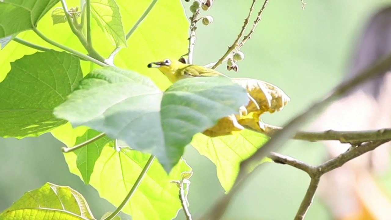 The Call of Lowland White-eyes