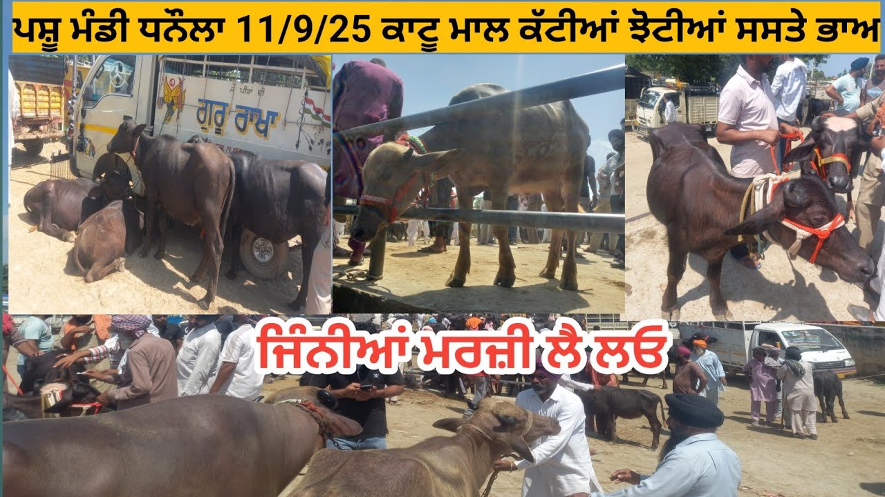 ਪਸੂ ਮੰਡੀ ਧਨੌਲਾ ਕਾਟੂ ਮਾਲ ਟੋਪ ਦੇ ਨਗੀਨੇ ਕੱਟੀਆਂ ਝੋਟੀਆਂ ||