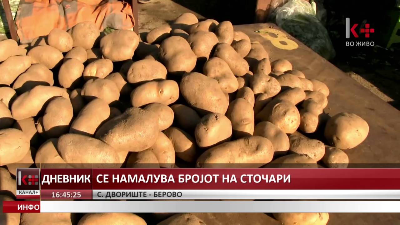 СЕ НАМАЛУВА БРОЈОТ НА СТОЧАРИ ВО БЕРОВСКО ДВОРИШТЕ