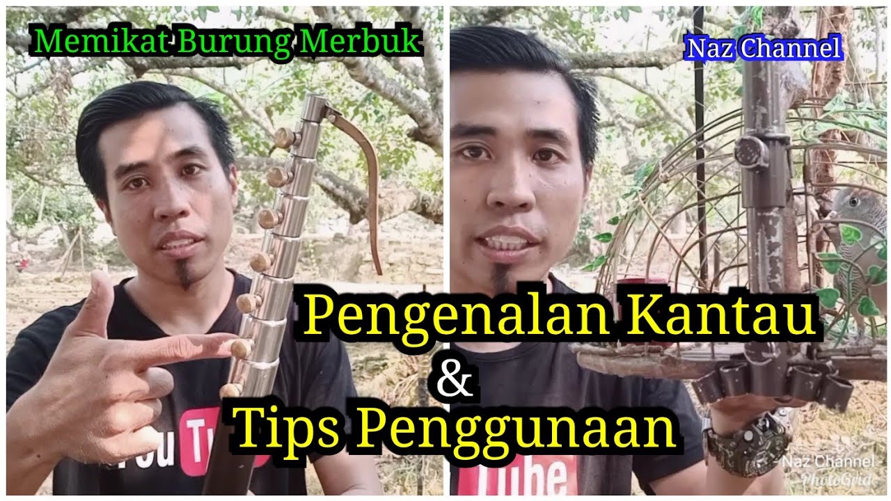 Pengenalan Kantau & Tips penggunaan (Memikat Merbuk Kampung)