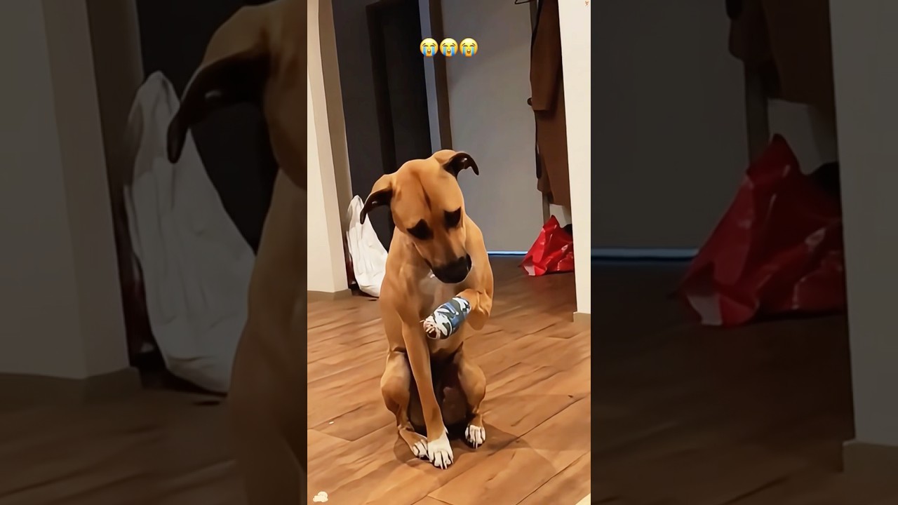 When your dog is injured 