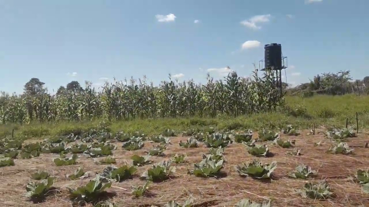 What is Mixed Farming?