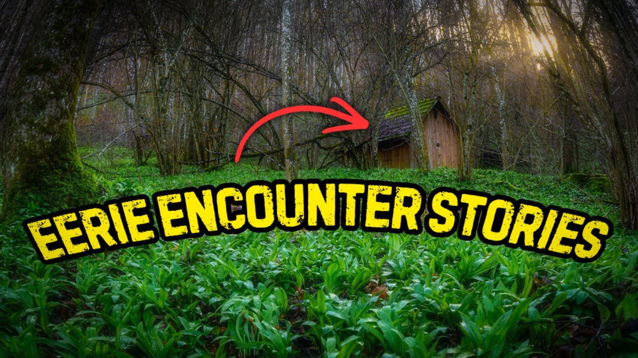 True Unexplained Entity Encounters in the Forest
