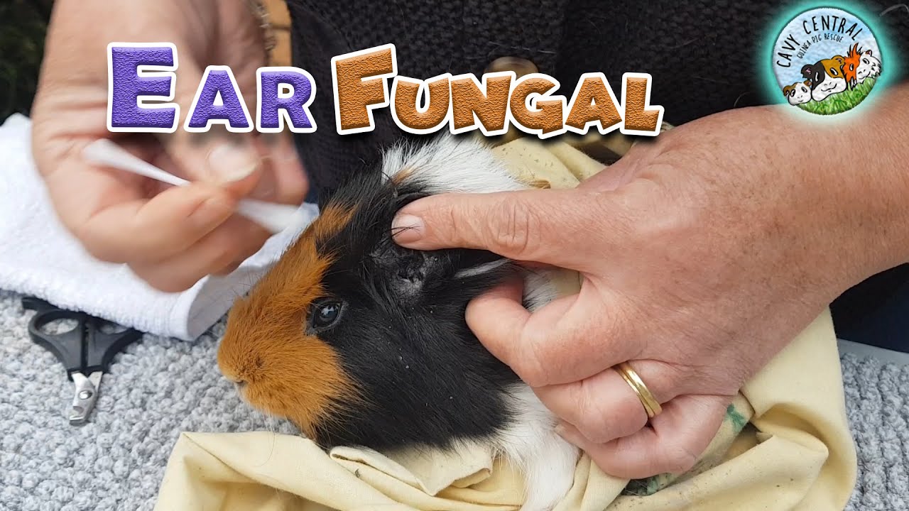 How to treat ear fungal in guinea pigs and how to recognise this at cavy central guinea pig rescue