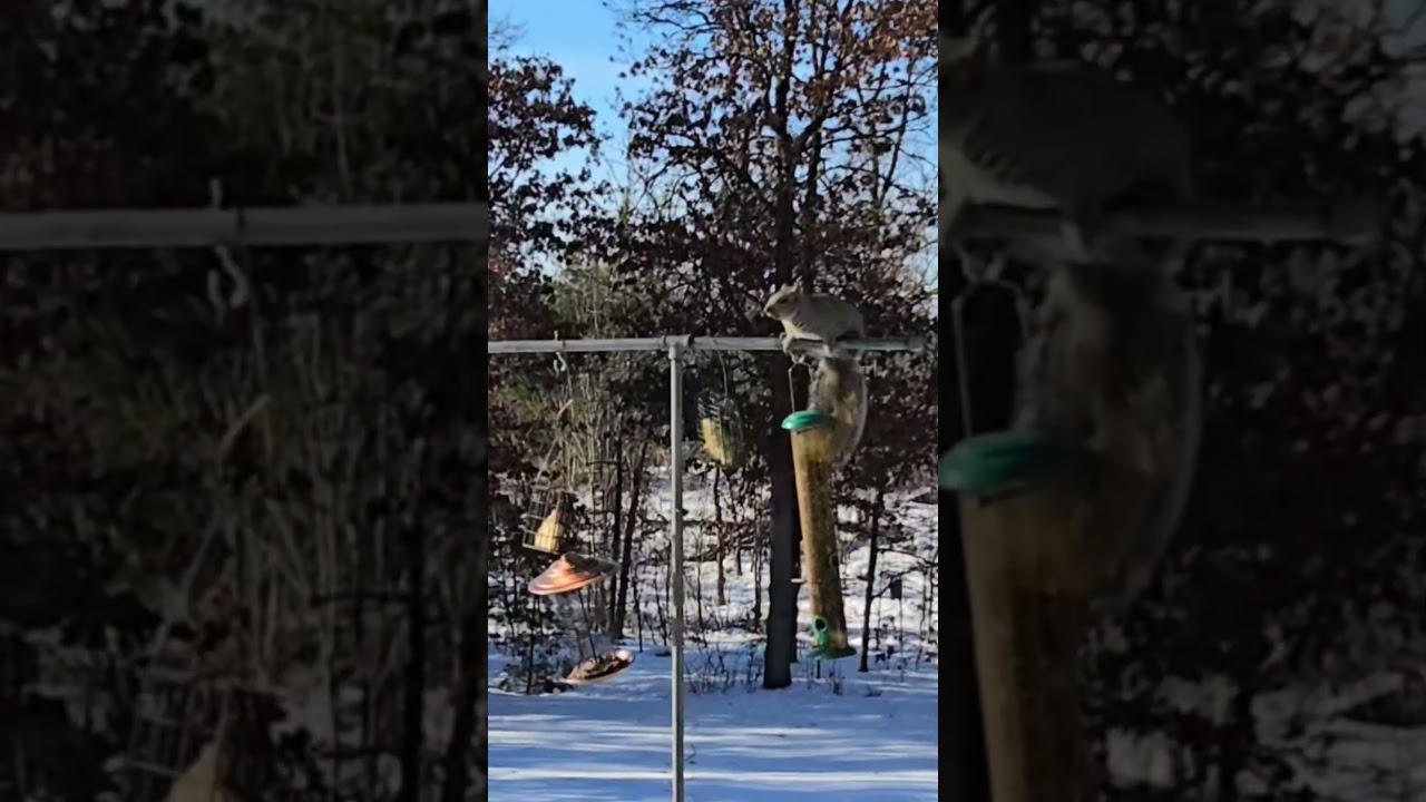 Might as Well "Jump!" to the Feeder, Right Gray Squirrel? 