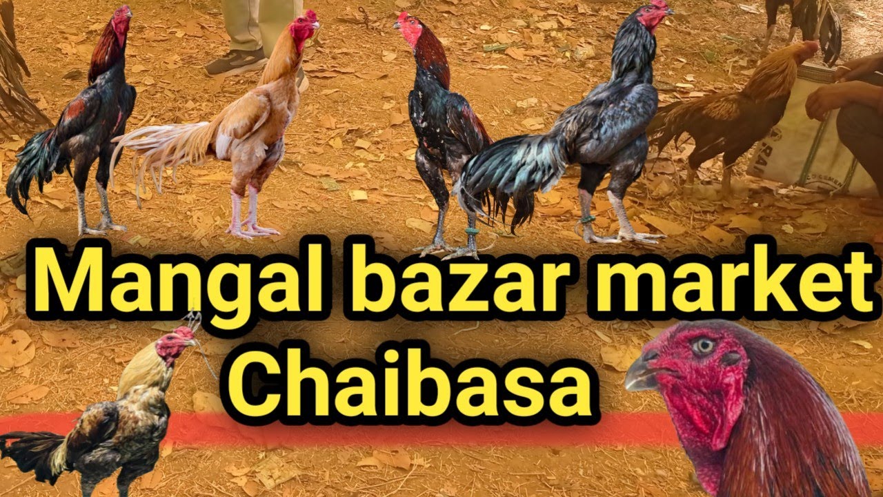 Mangla bazar Chaibasa 🐓 Murga market Chaibasa 🐓 aseel murga market 🐓|