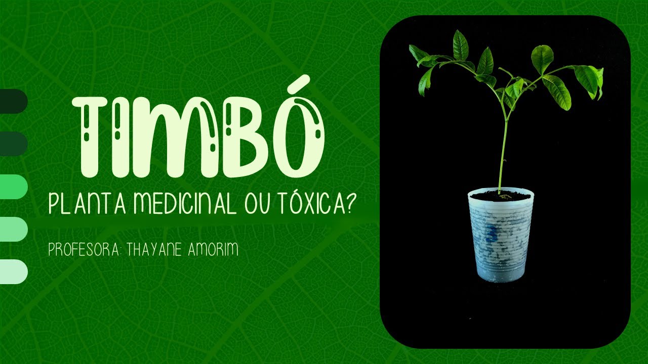 Timbó - Planta medicinal ou tóxica?
