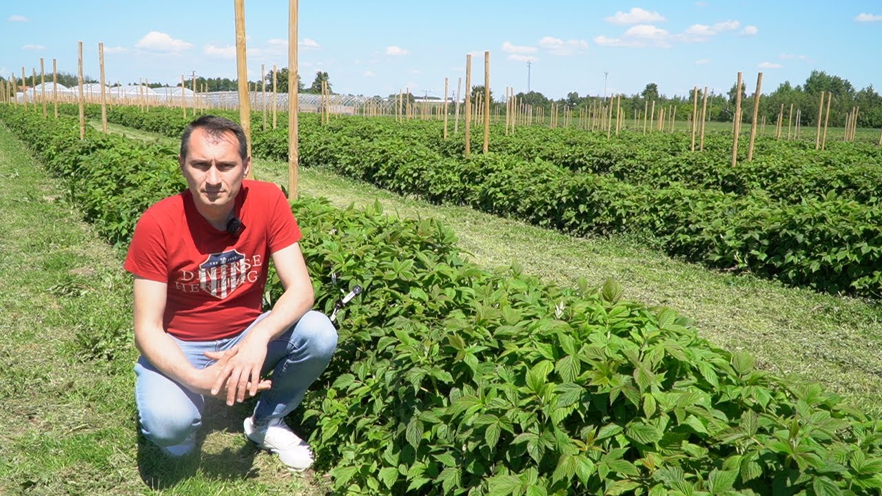 Aktualna sytuacja na plantacji malin jesiennych 28.05.2025