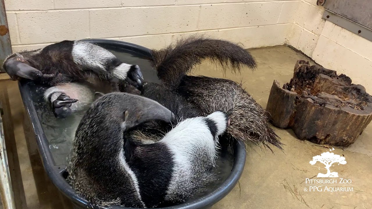 Giant Anteaters Take a Bath