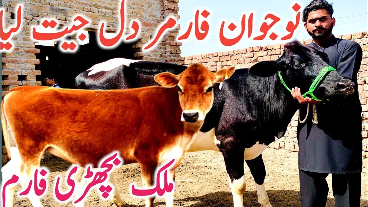 Hiefers | Imported Hiefers | Australian Jersey Holstein || Global Village Farming