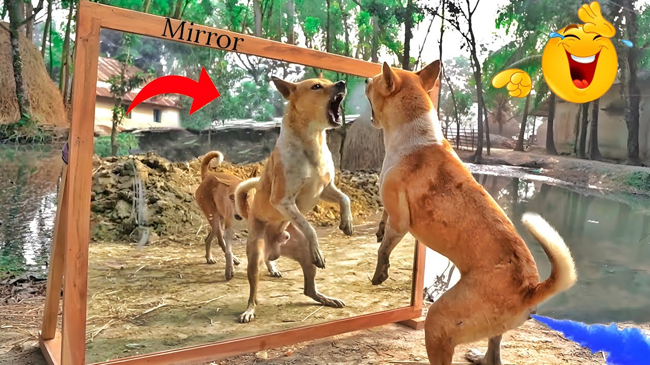 Dogs  🐕 🐕 mirror fighting pranks videos very funny | funny animal videos 2023 clean