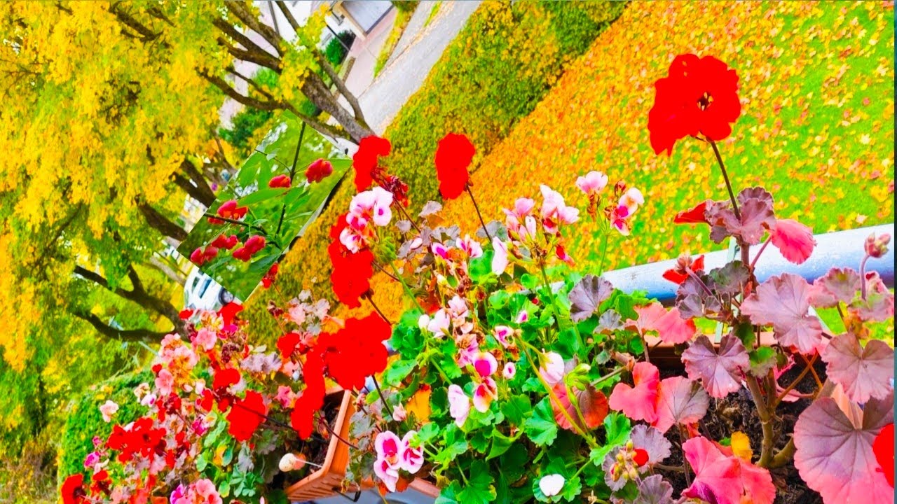 ชมใบไม้เปลี่ยนสี# ฤดูใบไม้ร่วง# der Herbst #germany #travel #