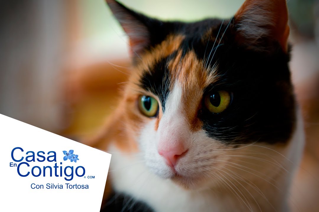 Que Gatos son Ideales Como Mascotas para Casa