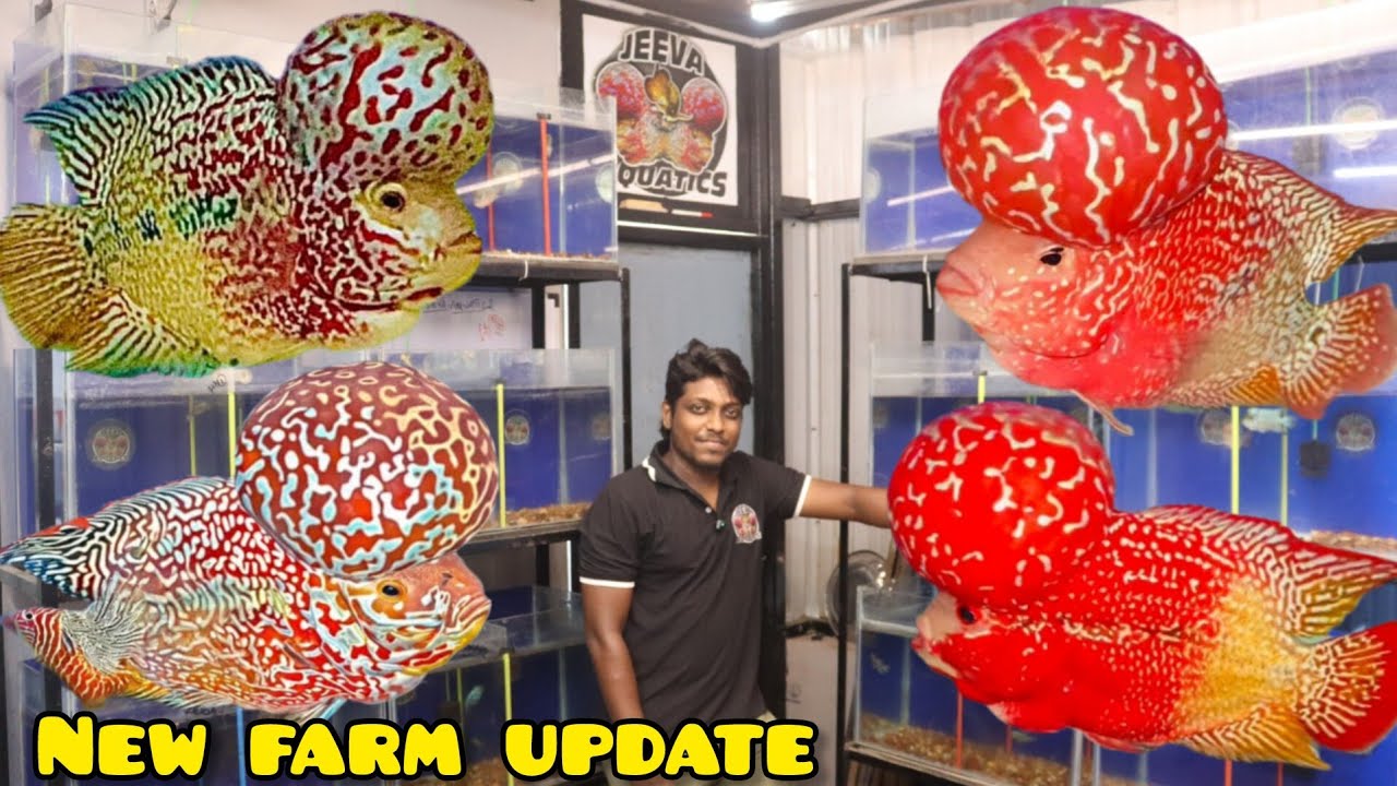 Jeeva aquatics farm update | clearance & combo offer