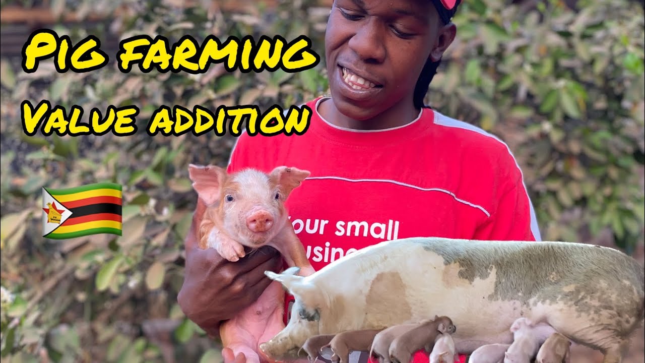 Pig farming, Zimbabwe
