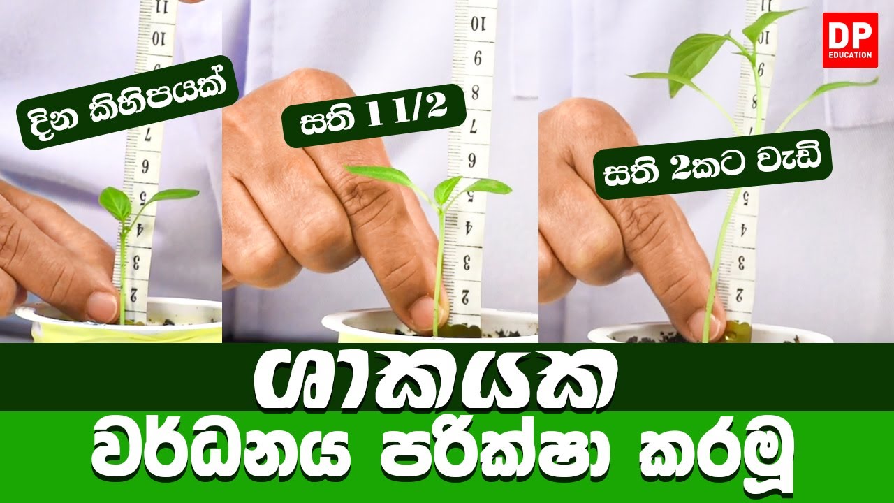 ශාකයක වර්ධනය පරික්ෂා කරමූ 🌱
