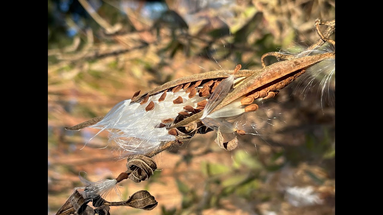 How To Collect Wildflower Seeds / How To Preserve Your Native Seeds