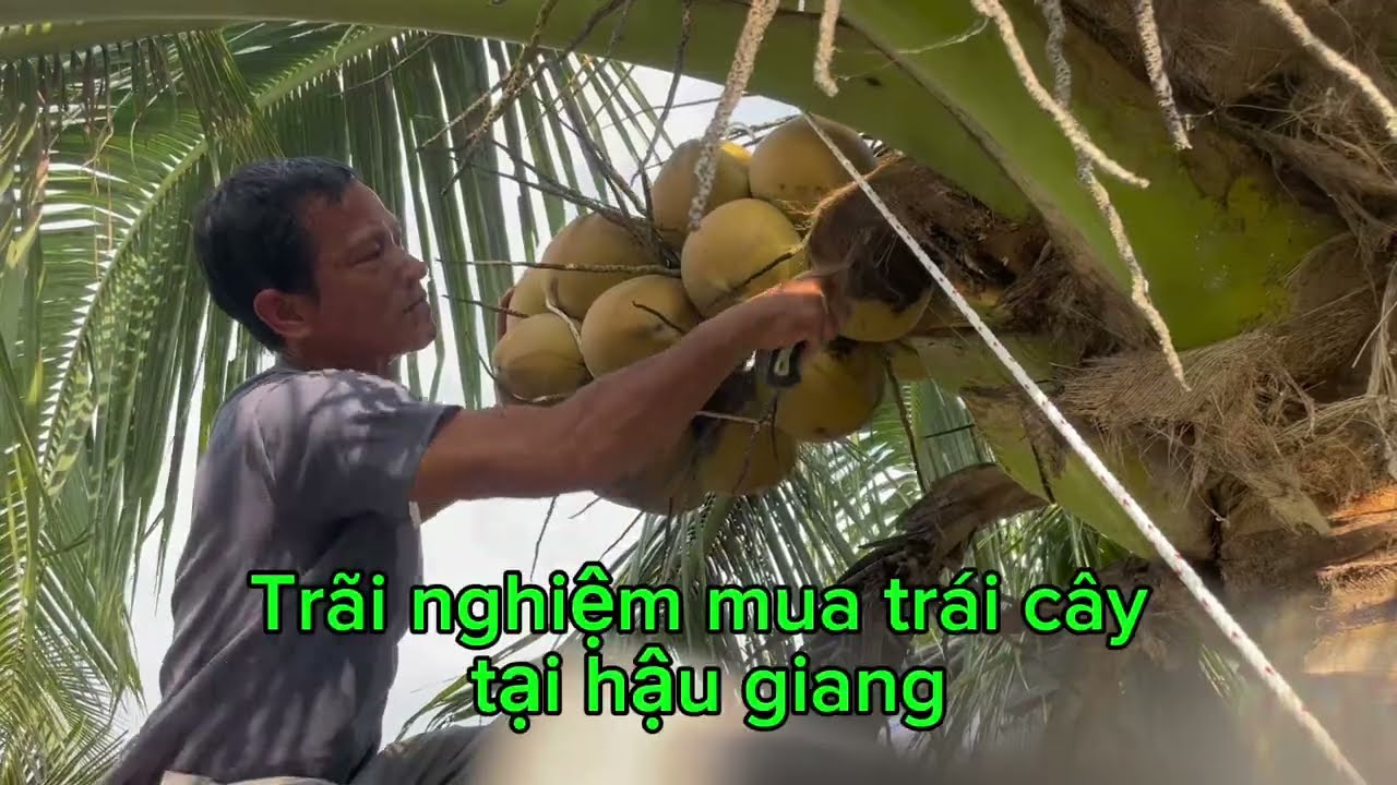 Mua dừa tận vườn Hậu Giang | Giá nông dân bán thật