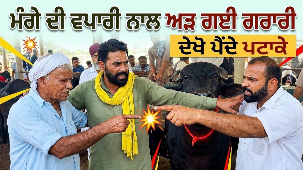 ਮੰਗੇ ਦੀ ਵਪਾਰੀ ਨਾਲ ਅੜ ਗਈ ਗਰਾਰੀ Dhanaula Pashu Mandi #live_sauda #apnakitta #mangabhadaur #panjab 2026