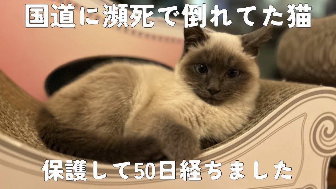 【保護猫】国道で瀕死で倒れてた猫を保護して50日が経ちました。#猫 #cat #子ネコ #子猫 #ねこ #保護猫 