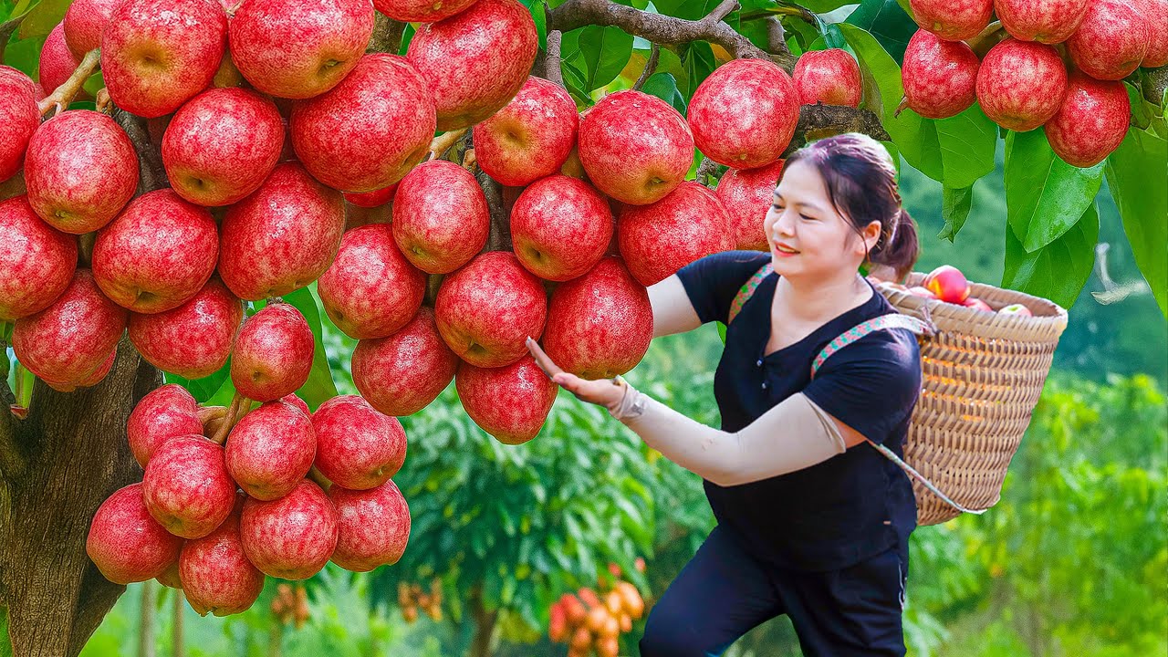 Harvesting Ripe Tropical Cherries to sell, Country girl makes traditional sour cherry dipping sauce