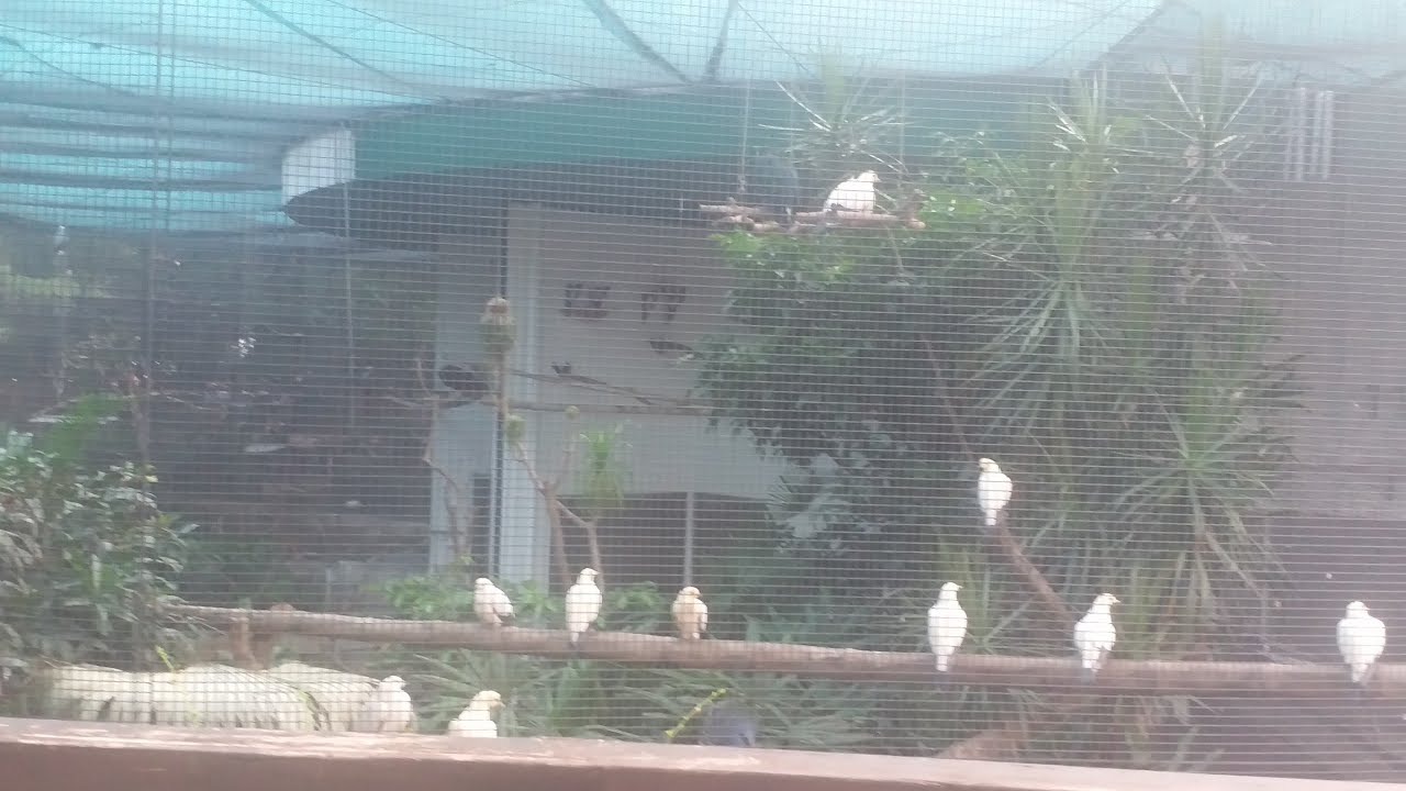 Kowloon park Aviary in TSIM Sha Tsui Hong kong