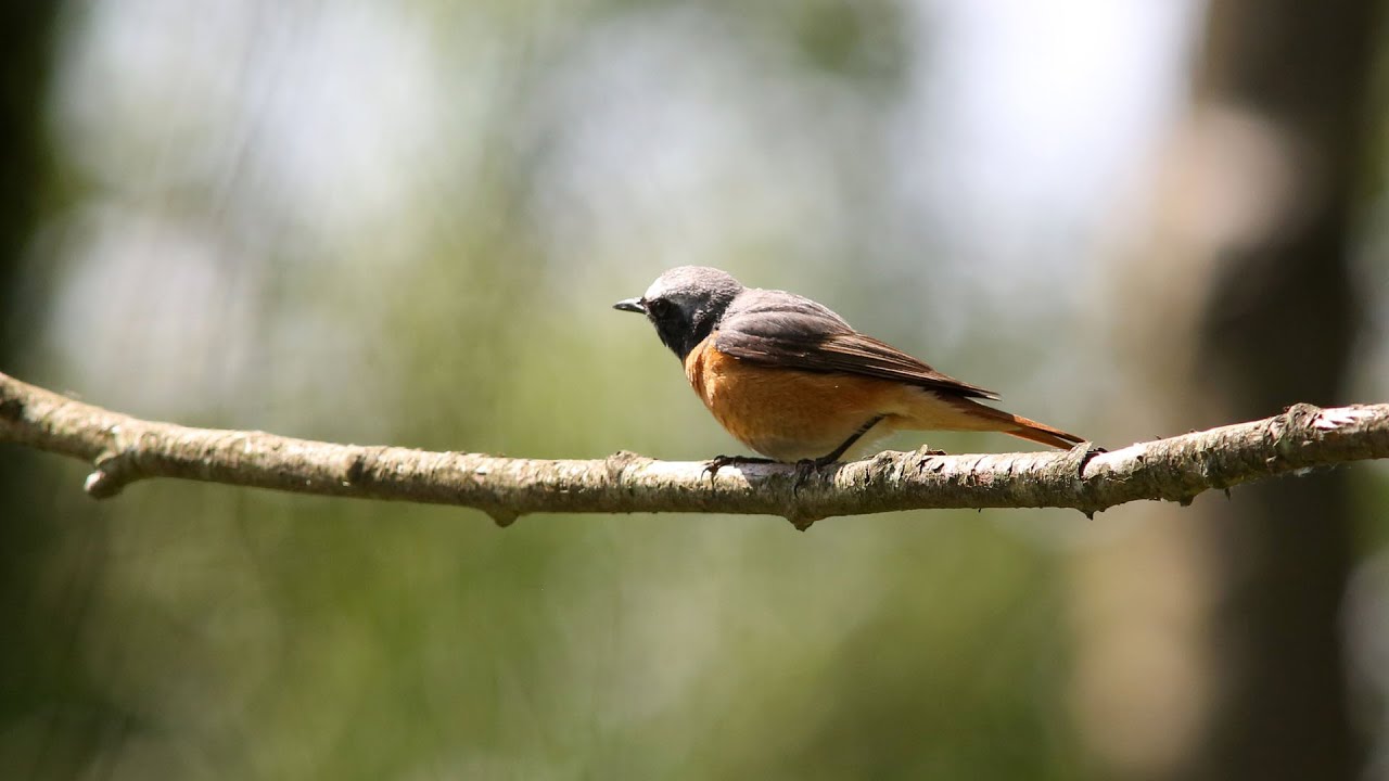 Redstart