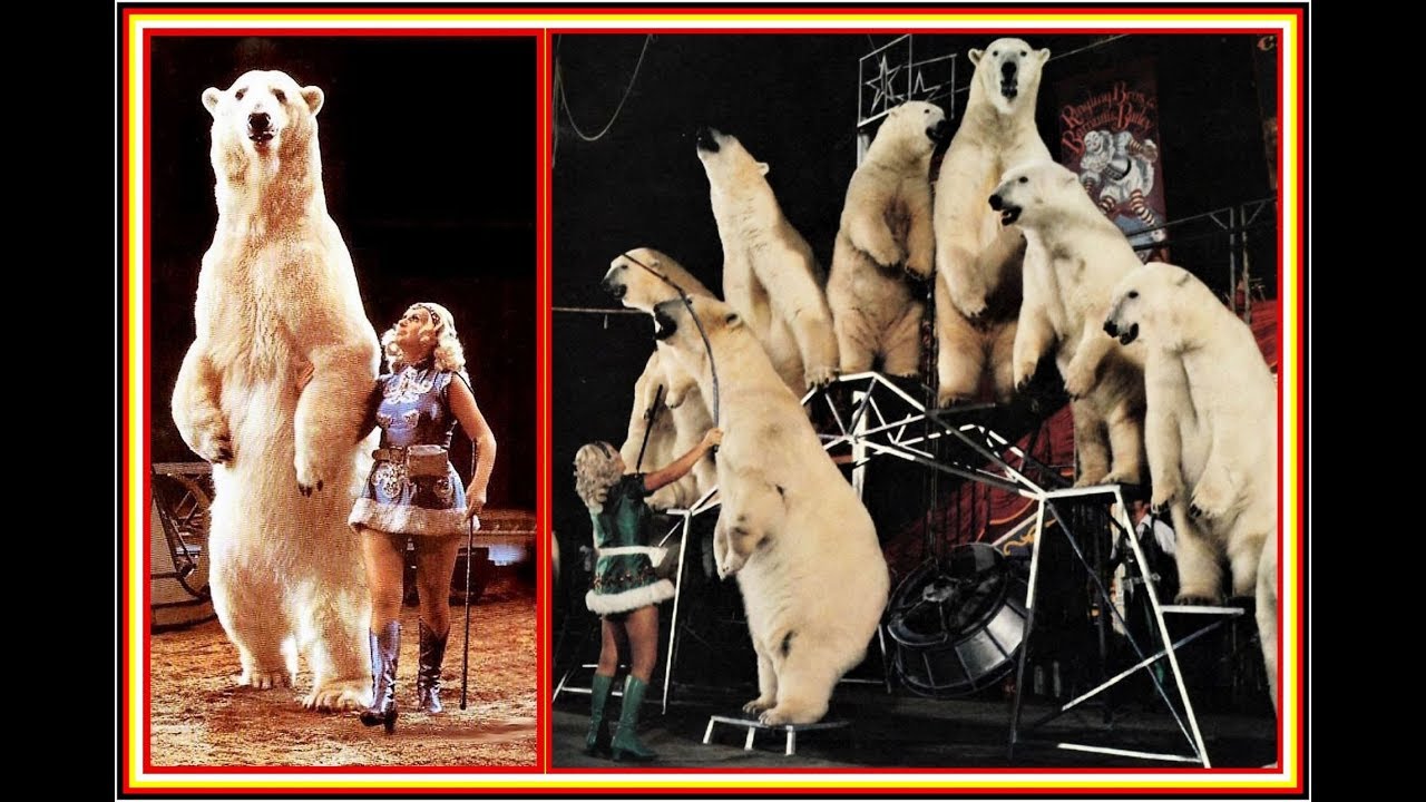 Ursula Böttcher - „Princess of Bears“ -  im Ringling Bros  Barnum & Baily Circus