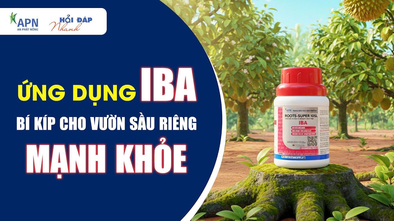 APN - ỨNG DỤNG IBA BÍ KÍP CHO VƯỜN SẦU RIÊNG MẠNH KHOẺ