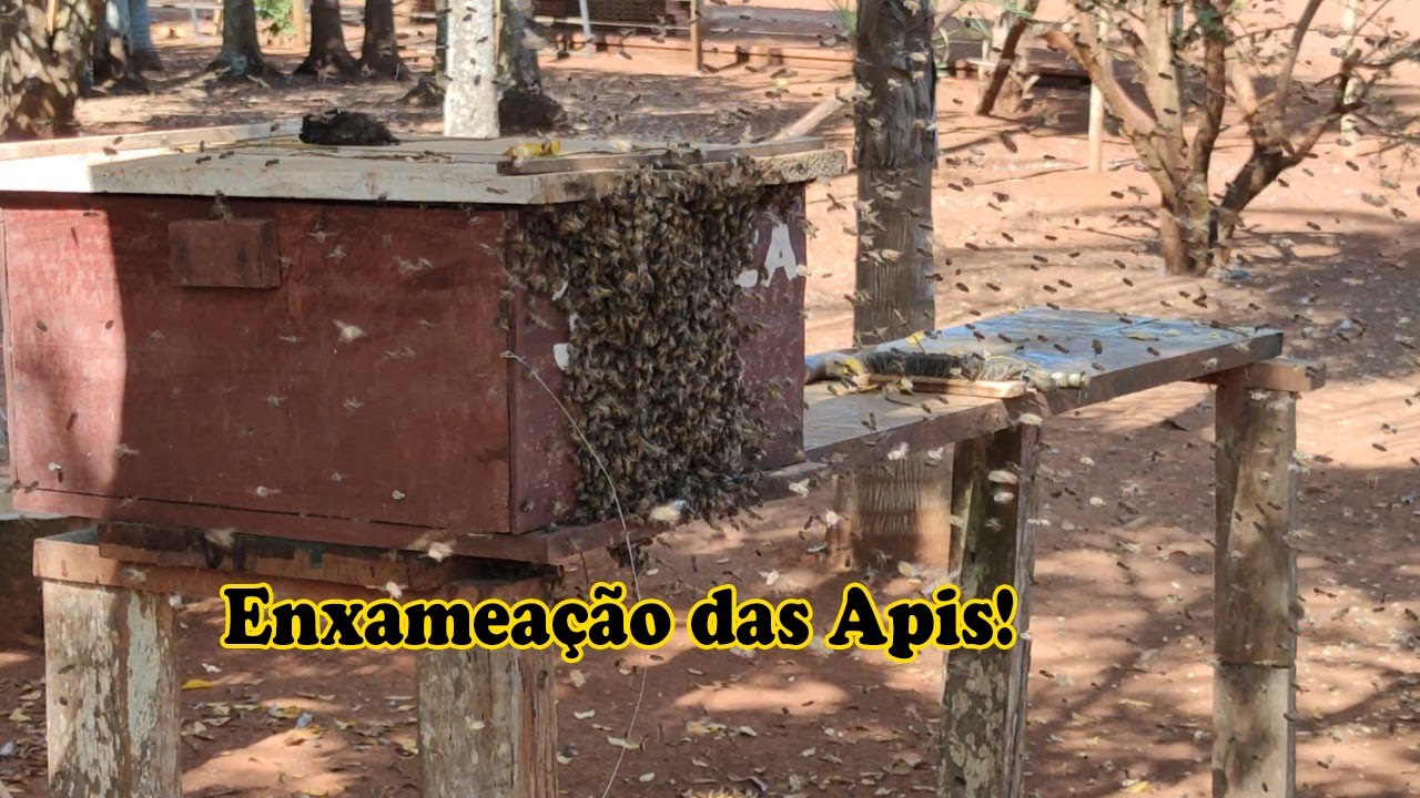 ENTENDA O PROCESSO DE ENXAMEAÇÃO DAS APÍS | CRIANDO ABELHAS!