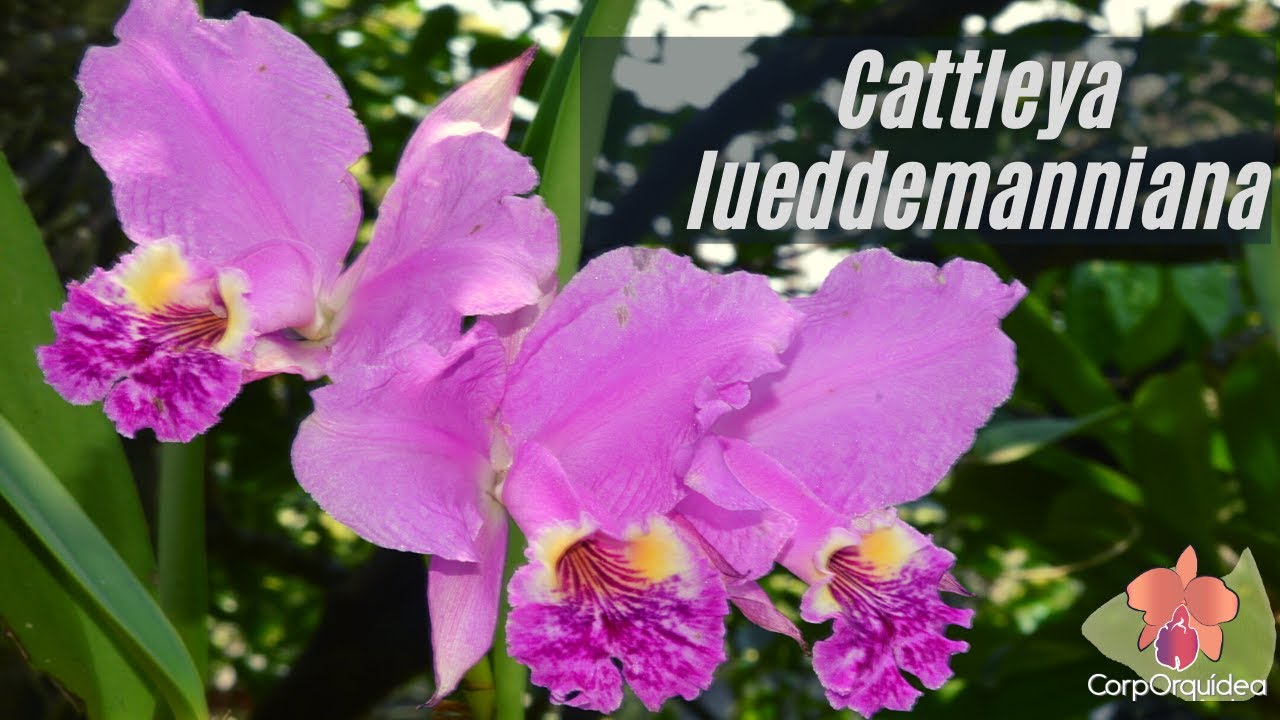 Orquídea Cattleya lueddemanniana I Aprende a cultivar orquídeas con CorpOrquídea