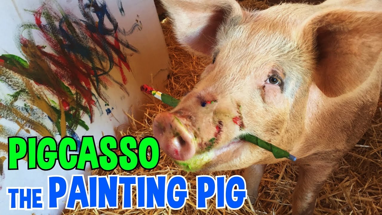 Pigcasso the Painting Pig!