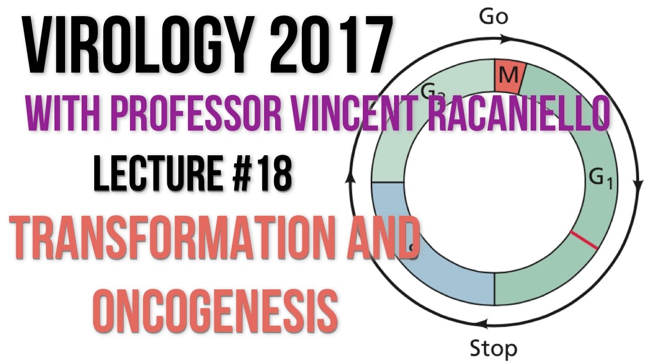 Virology Lectures 2017 #18: Transformation and Oncogenesis