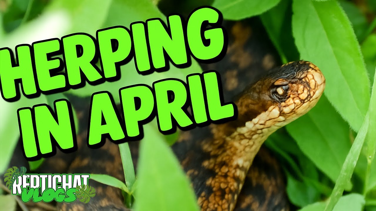 INVASIVE frogs, VENOMOUS snakes and LEGLESS lizards! - UK Herping in April