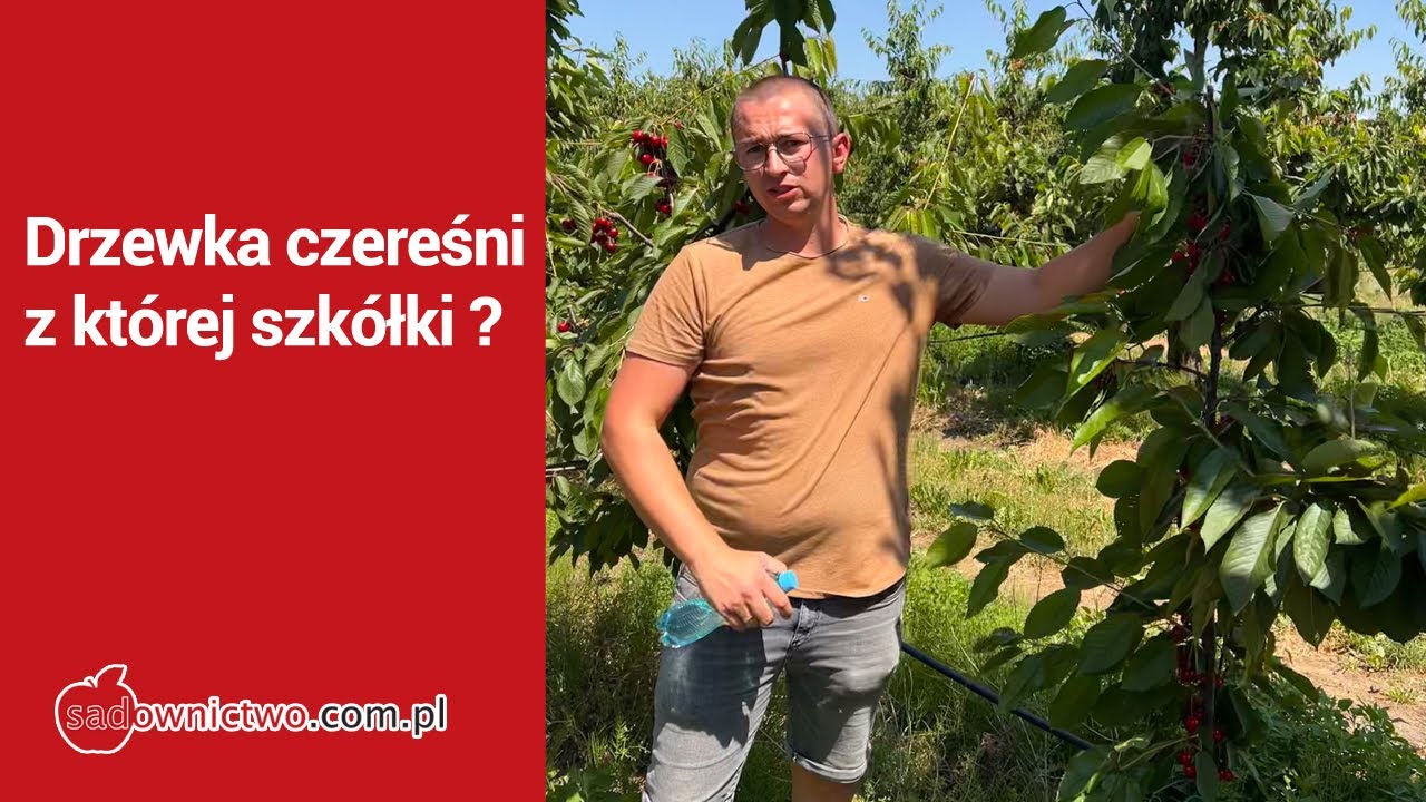 Moje doświadczenia z drzewka czereśni ze szkółki - Tomasz Dziuba.