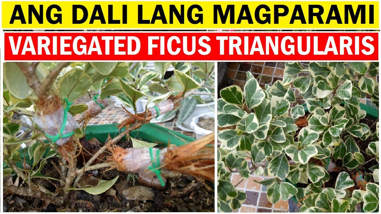 GANITO LANG ANG GAWIN NYO SA PAGPROPAGATE NG INYONG FICUS TRIANGULARIS VARIEGATA ANG DALING DUMAMI