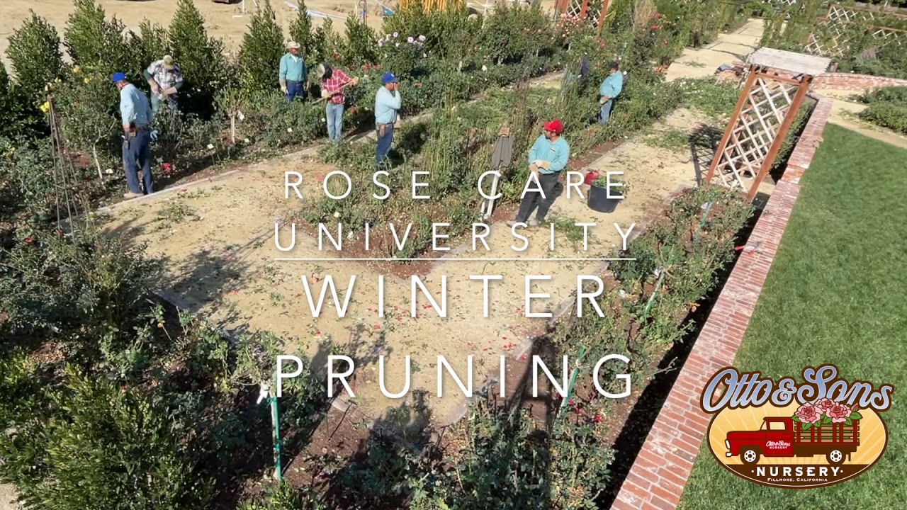 Winter Rose Pruning Intro